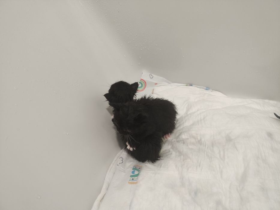 3 tygodniowe kociaczki do adopcji
