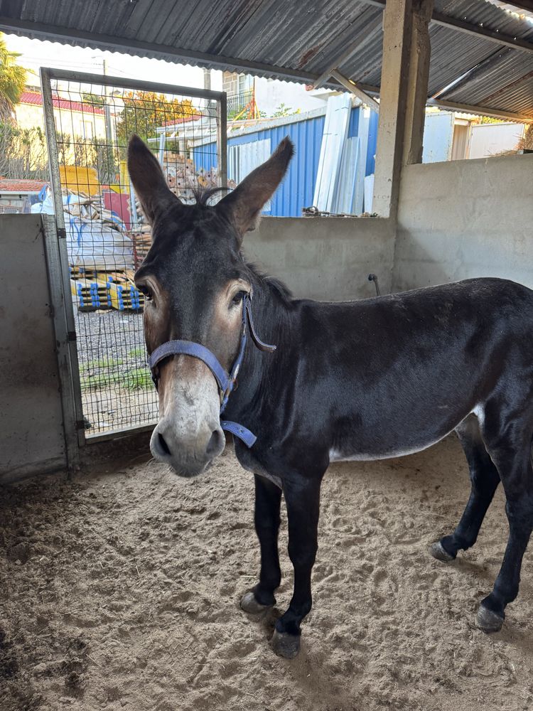 Vendo burro ou troco