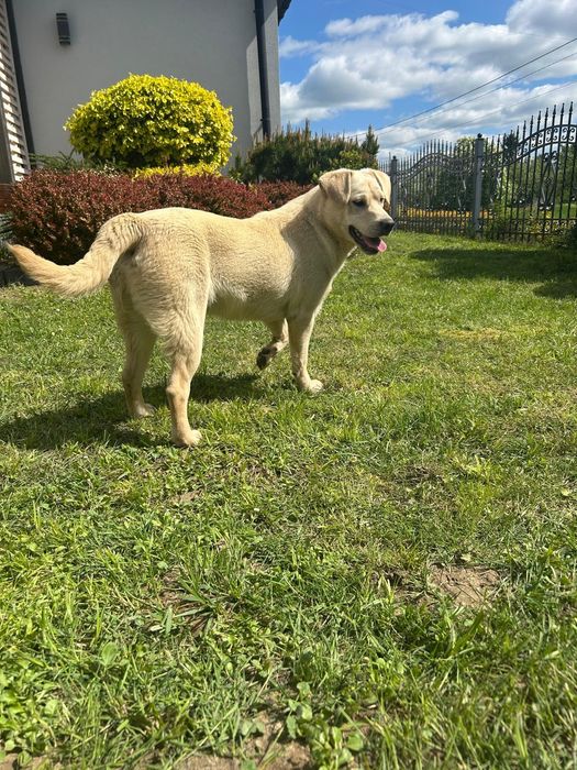 Oddam za darmo szczenię labradora