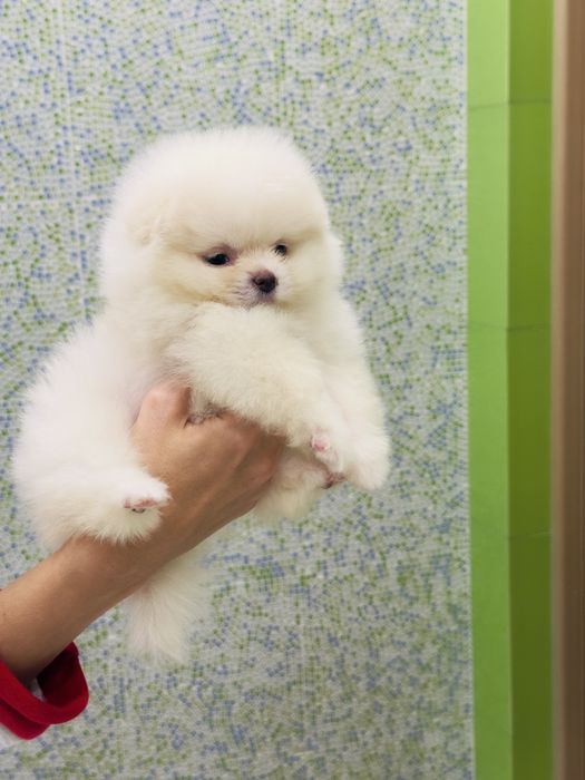 Білосніжний хлопчик шпіц