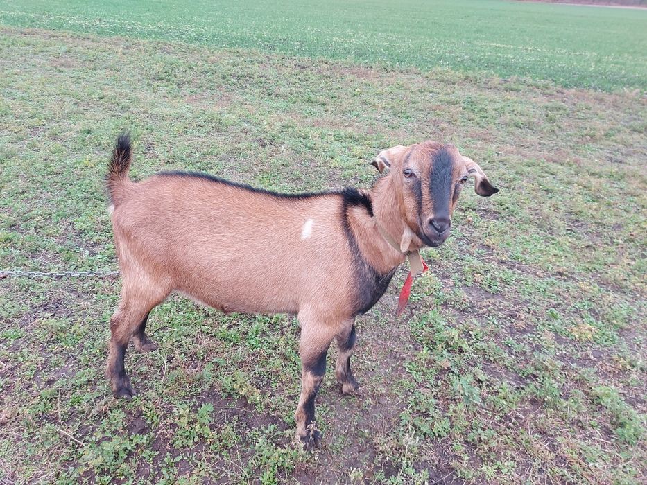 Англо-нубійський цап на покриття