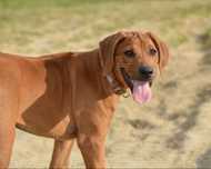 Rhodesian Ridgeback, wystawowa suczka, gotowa do zmiany domu, ZKwP/FCI