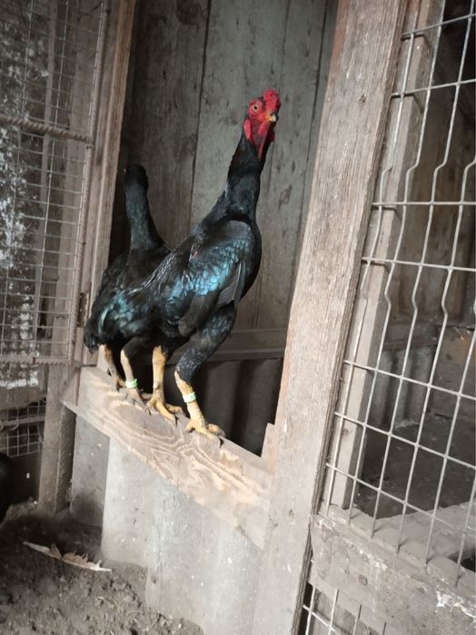 Кури бійцівських порід