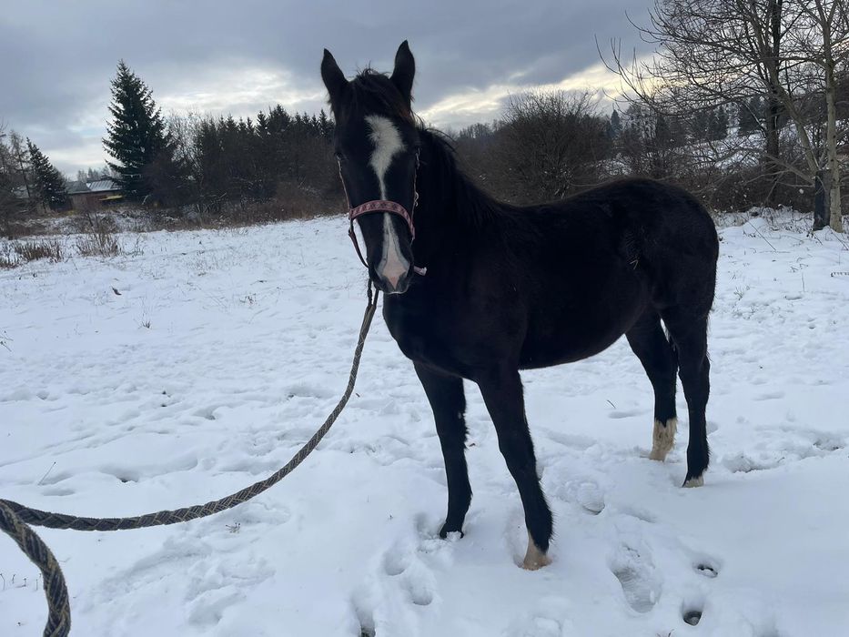 Źrebica SP sprzedam