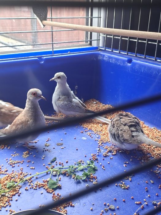 Gołąbki Diamentowe