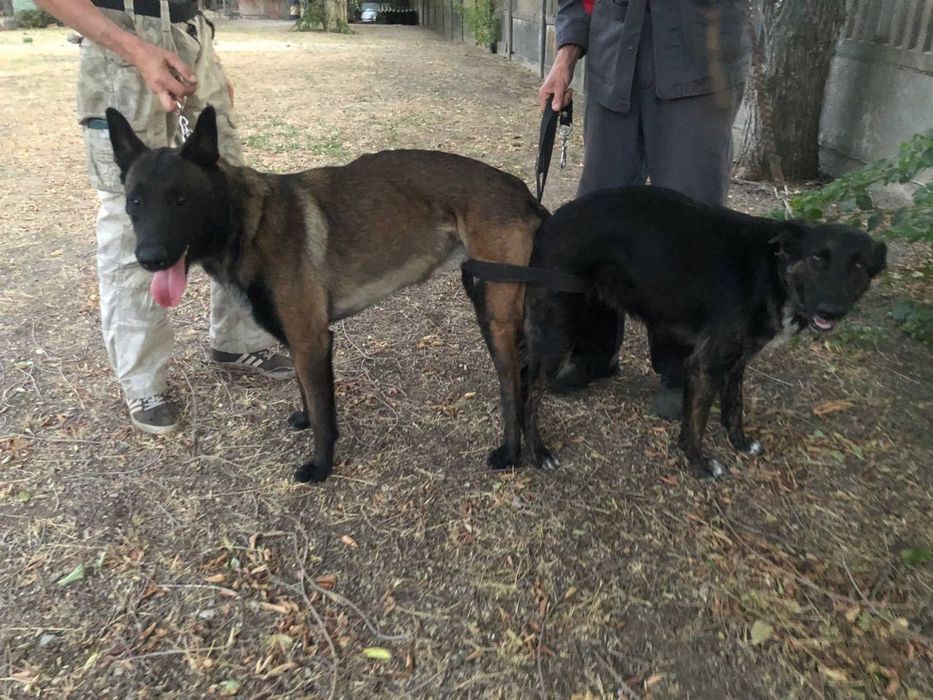 Щенки Малинуа Бельгийская овчарка