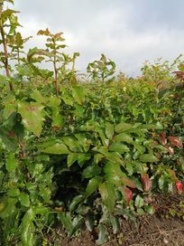 Mahonia pospolita