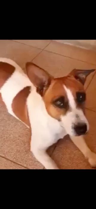 вязка джекрасел.