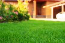 Todo o tipo de serviços de jardinagem e limpeza de terrenos