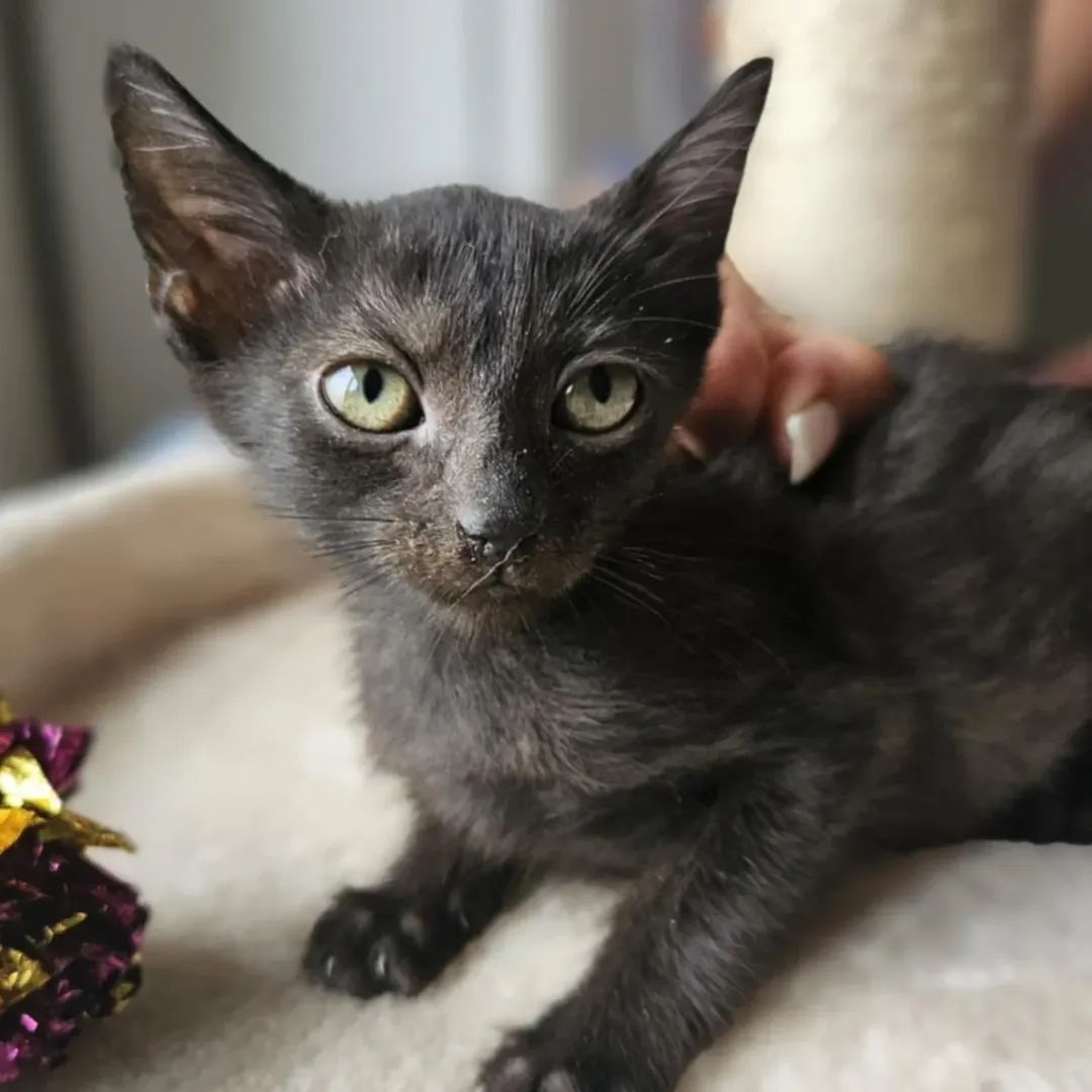 Apsik, Gburek i Nieśmialek-trzy magiczne maluszki do adopcji.