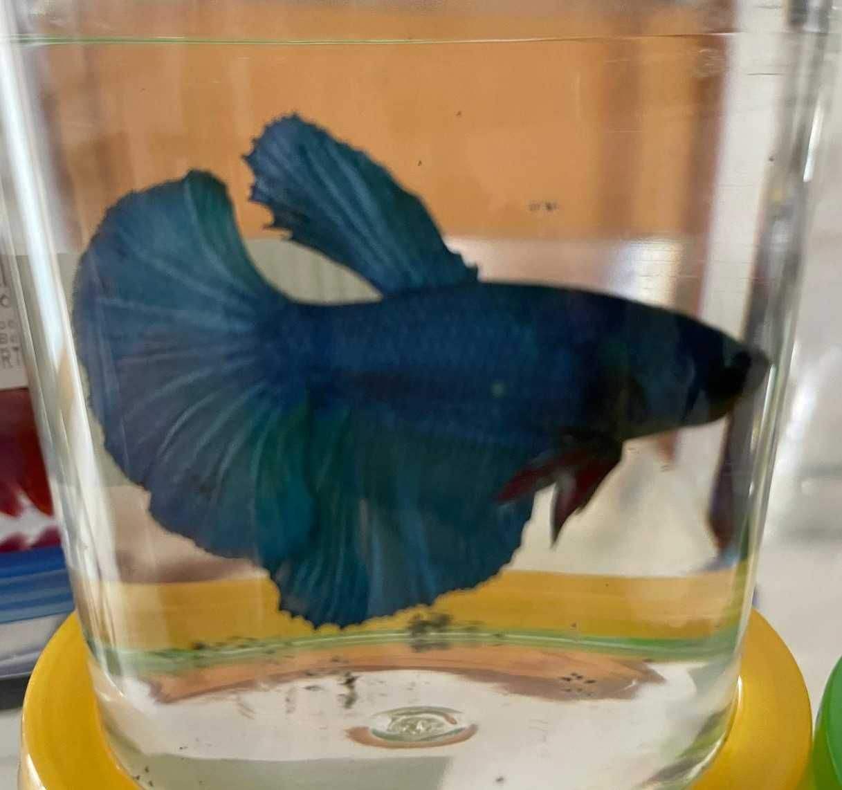 Betta Halfmoon - MACHO
