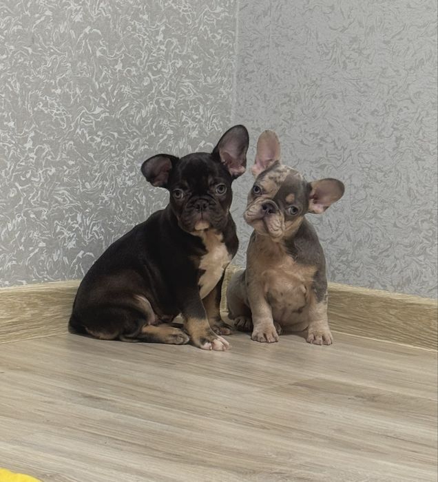 Гарнесенькі розумнички чекають люблячі родини!