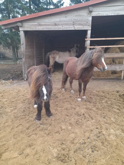 Sprzedam klacz i dwa kuce