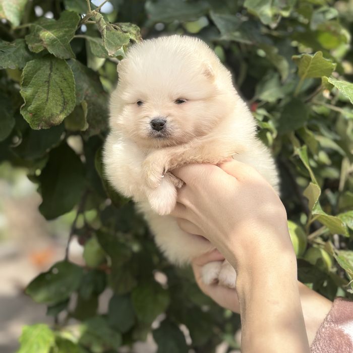 чудова дівчинка шоу классу