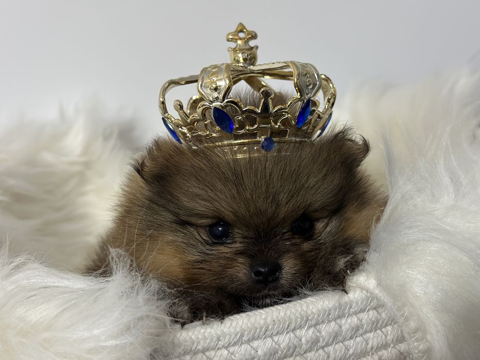 Szpic miniaturowy  Pomeranian FCI rezerwacja