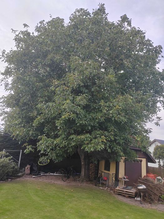 Drzewo orzech włoski bardzo duży