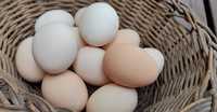 Jaja wiejskie jajka wiejskie