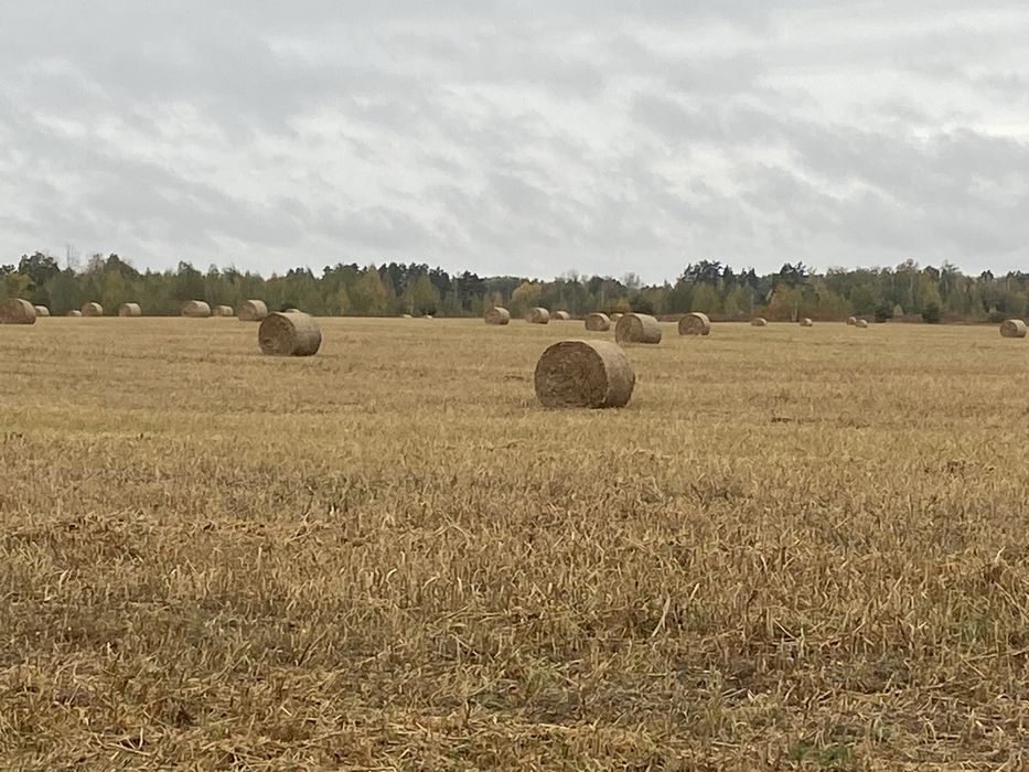 Солома пшенична і овсяна