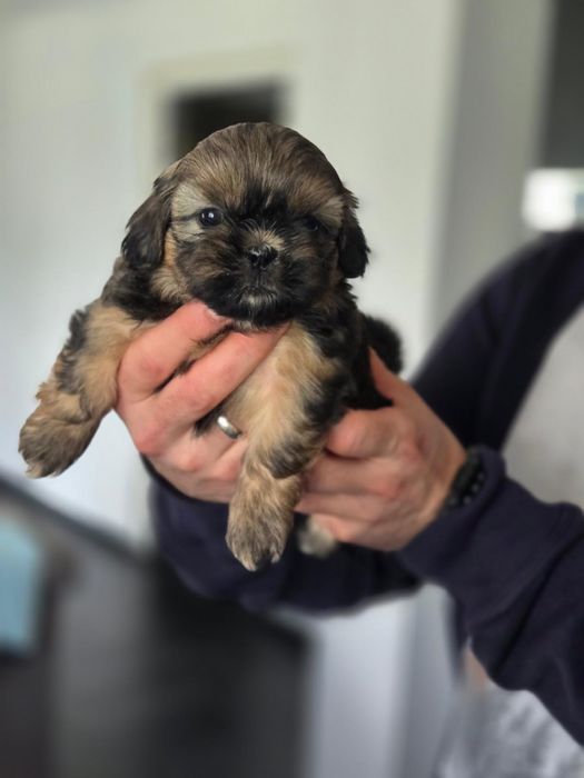 Sliczne piesek Shih Tzu !