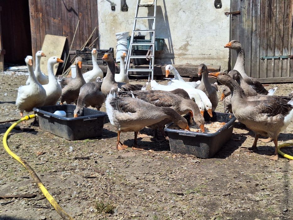 Swojska geś i kura rosołowa, karp