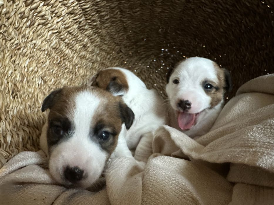 Jack Russel Terier Minuatura rezerwacja