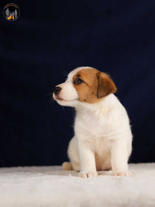 Jack Russell Terrier ZKwP FCI  piękna suczka w.złamany