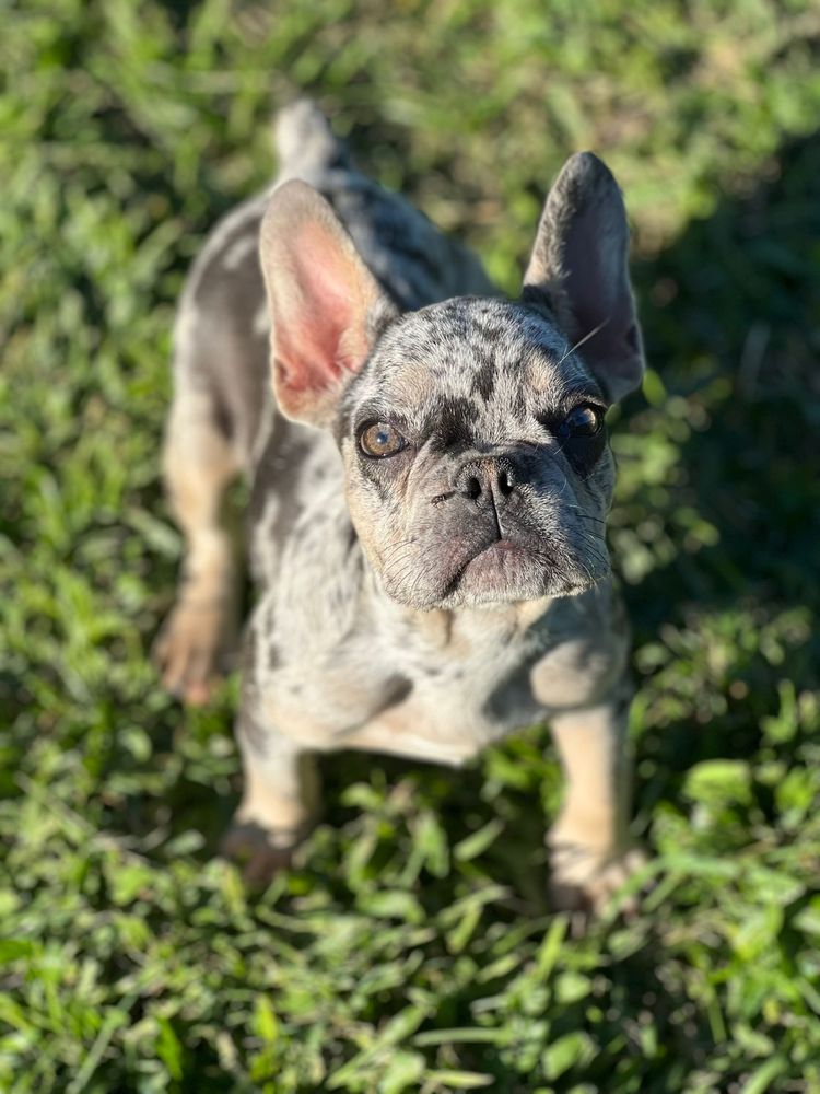 Bulldog francês merle