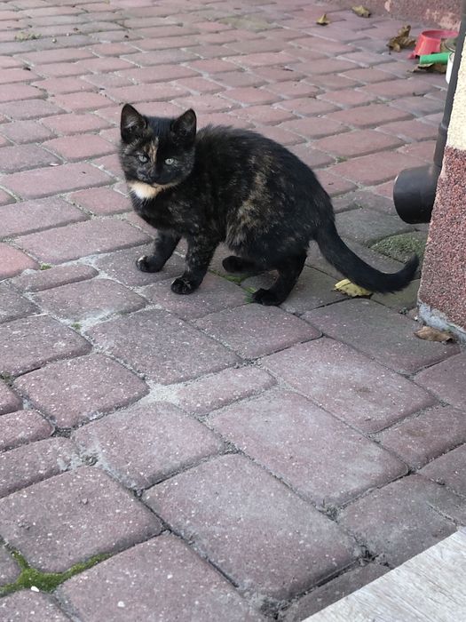 Maly błękitny kotek