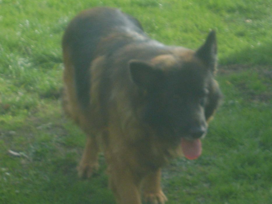 Owczarek Niemiecki Długowłosy-Suczka.