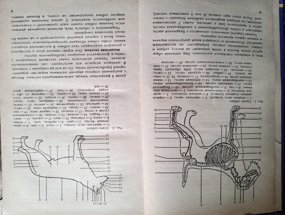 Болезни Собак Лукьяновский Елисеев