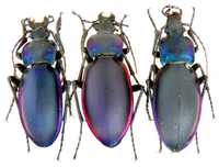 жужелиця фіолетова, коллекция насекомые комахи, жуки, ентомологія