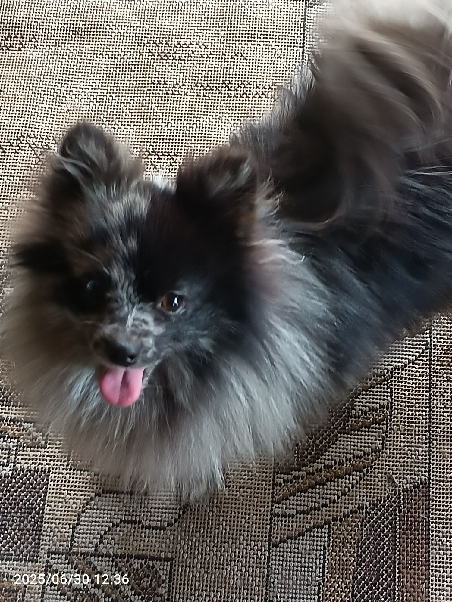 Szpic Mały - dziewczynka Blue Merle