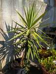Iuca / yucca planta árvore jardim