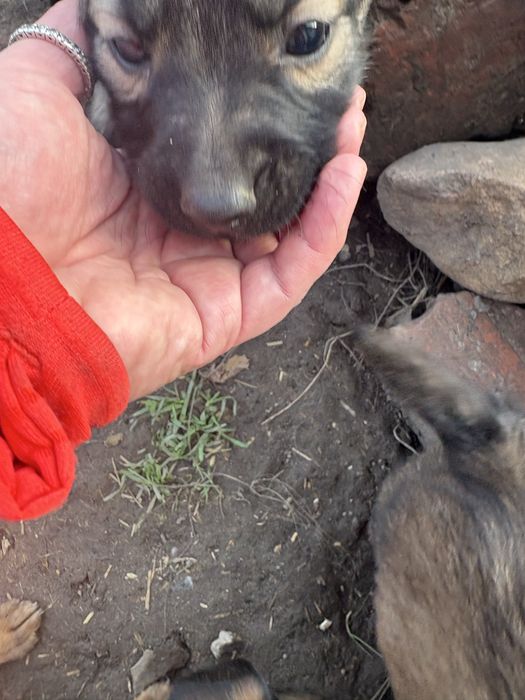 Slodkie misie oddam za darmo