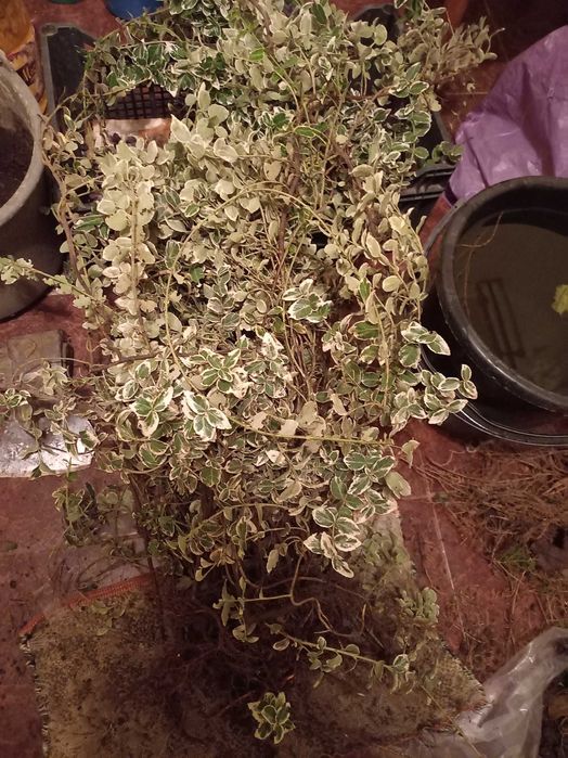 Бересклет, ялівець, самшит