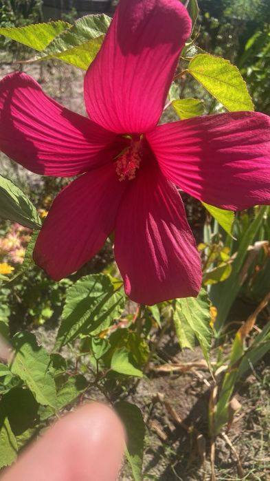 Вуличні і домашні рослинки, все по 50 гр.