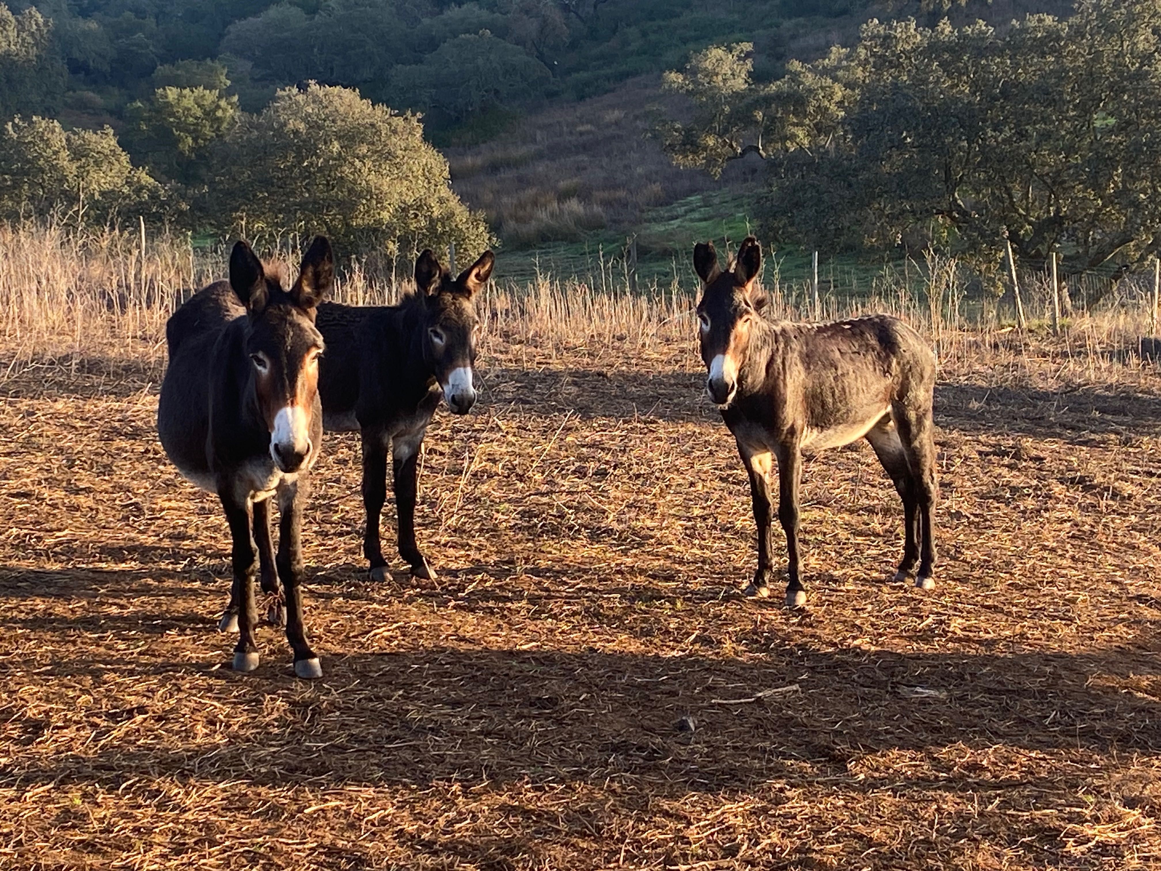 Vendo burros e burras: castanhos, brancos e cinzas