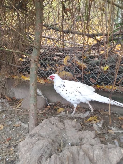 Bażanty łowne, mongolskie