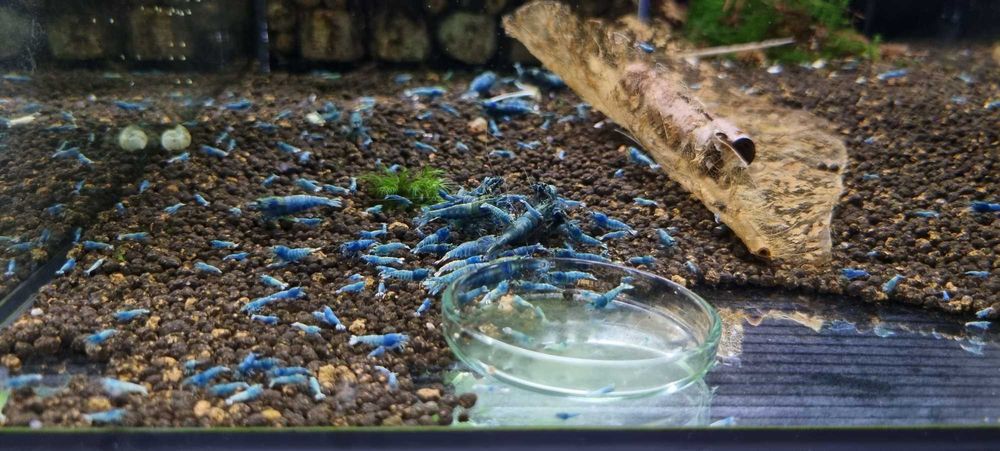 Krewetki Taiwan Deep Blue Bolt