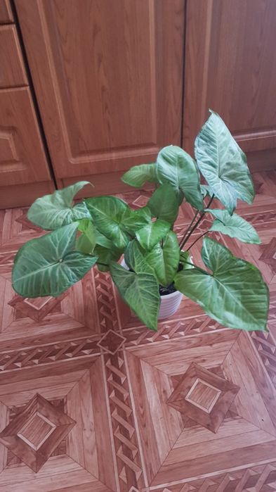 Сингониум с горшком