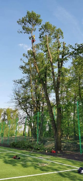Wycinka, podcinka drzew, zwyżka, arborystyka, koszenie traw rębak