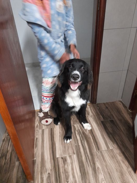 Border Collie, quase 2 anos