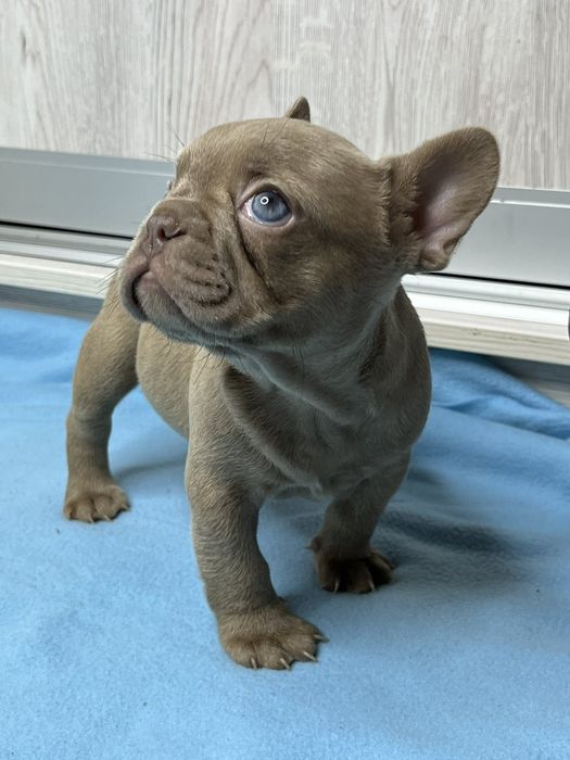 Французький бульдог