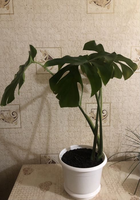 Монстера делікатесна