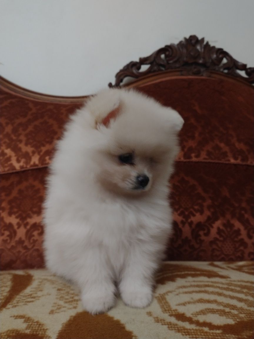 Szpic miniaturowy pomeranian sunia