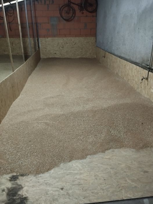 Продам пшеницю сорту Стромболі і ячмінь сорту Луран.