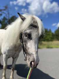 Поні кобила лошадь конь красивая пони