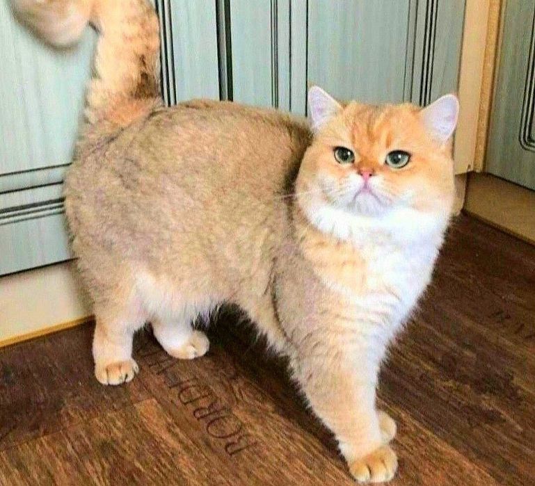 Шотландське Чудо Кошенятко Хлопчик