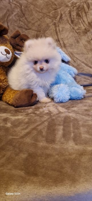 Szpic pomeranian chłopak