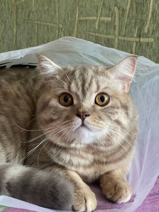 Шотландський прямовухий кіт для в'язки.. Скотіш-страйт, злучка.